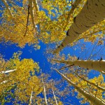 Aspens Changing Colours