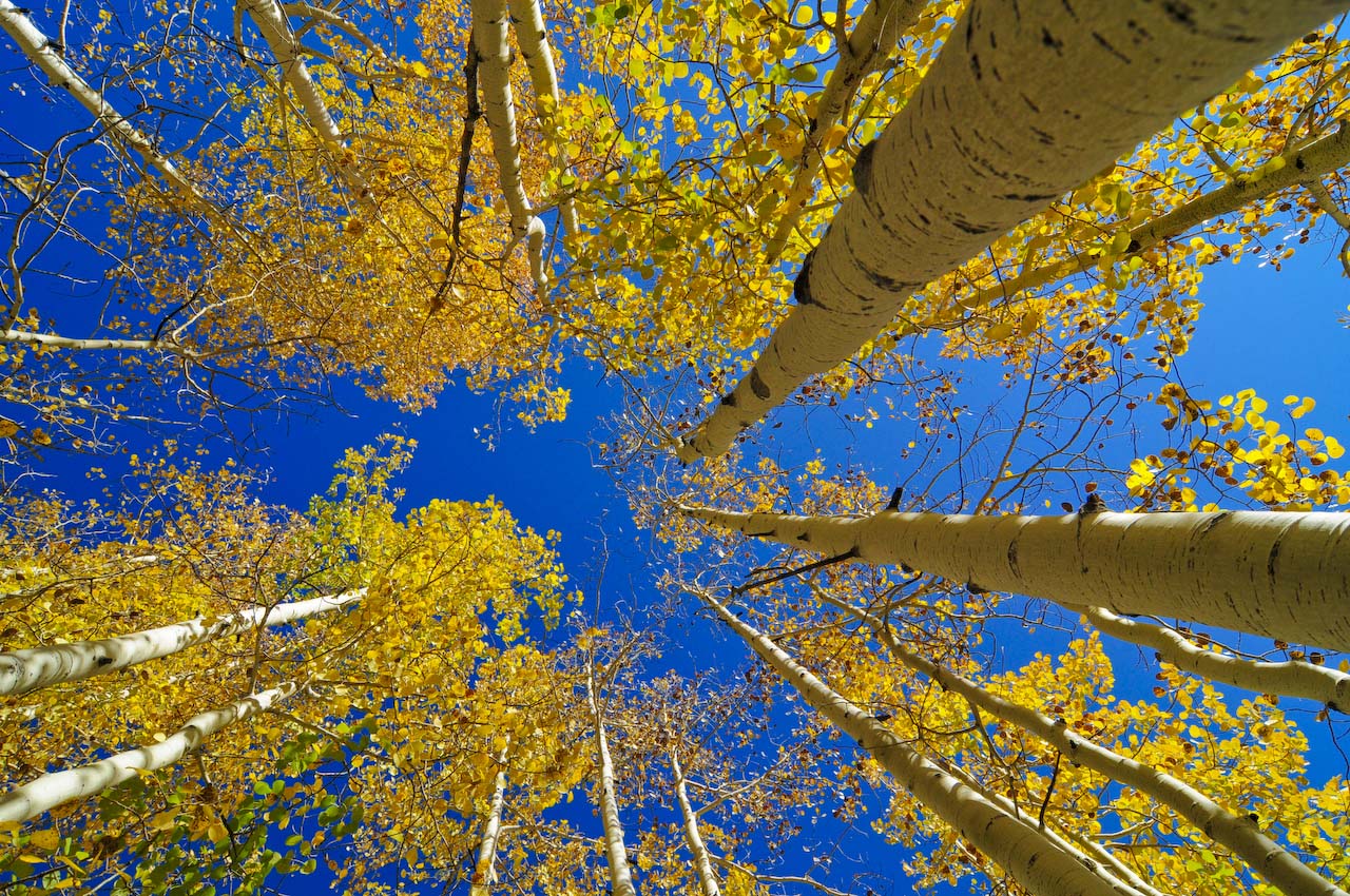 Aspens Changing Colours